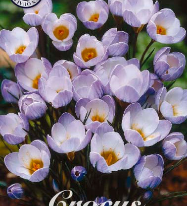 84255_Crocus_Blue_Pearl.jpg
