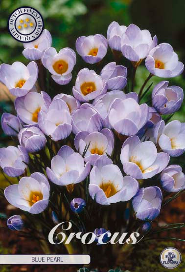 CROCUS 'Blue Pearl'