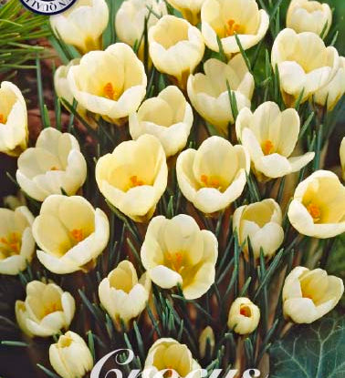 84260_Crocus_Cream_Beauty.jpg