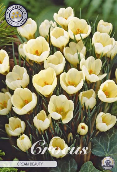 CROCUS 'Cream Beauty'