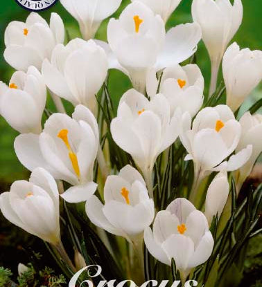 84325_Crocus_Jeanne_d_Arc.jpg
