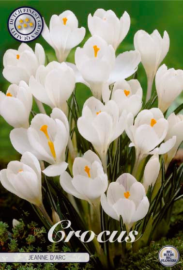 CROCUS 'Jean D'Arc'