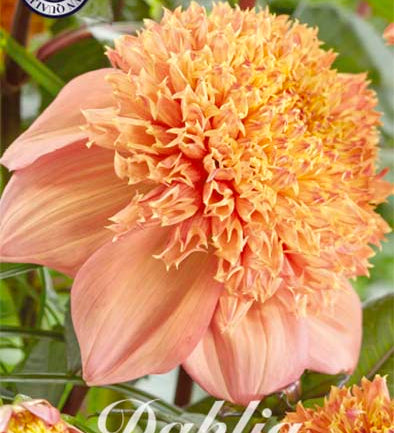 Dahlia_Sandia_Brocade.jpg
