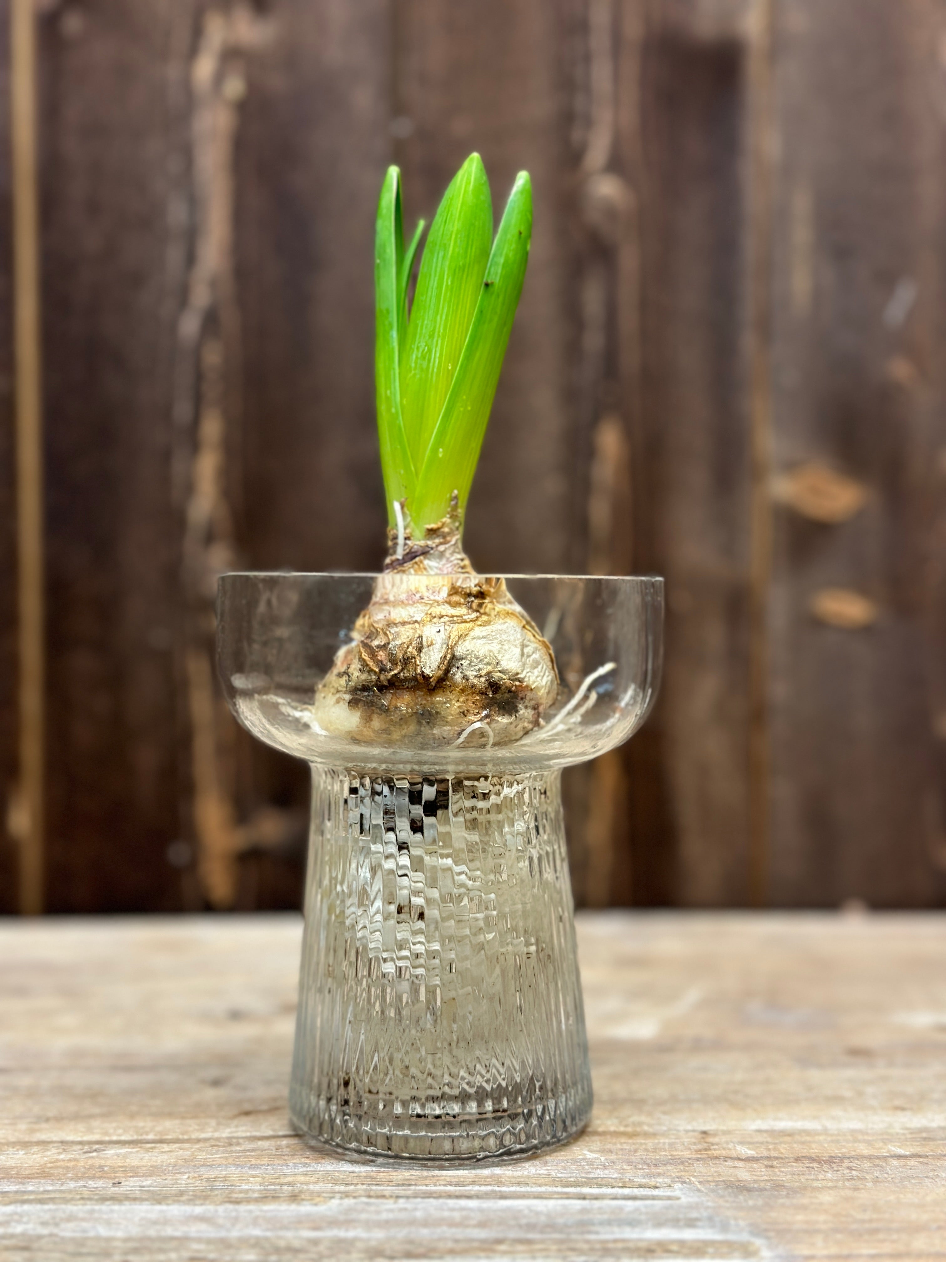 Hyacintvas 'Räffla'