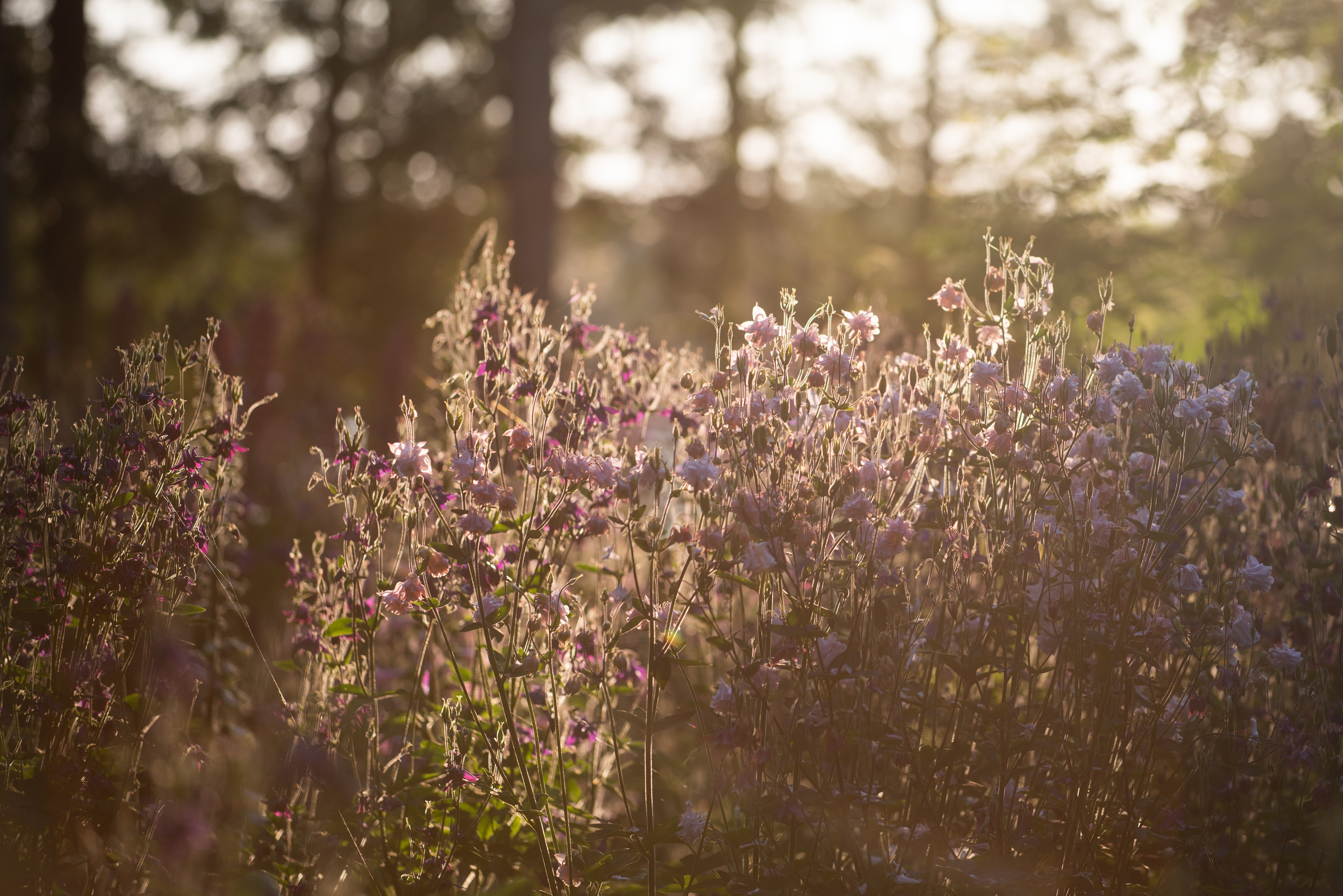 cluster-of-pink-flowers-glowing-in-morning-sunshine.jpg
