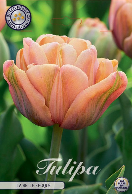 TULIPA 'La Belle Epouqe'