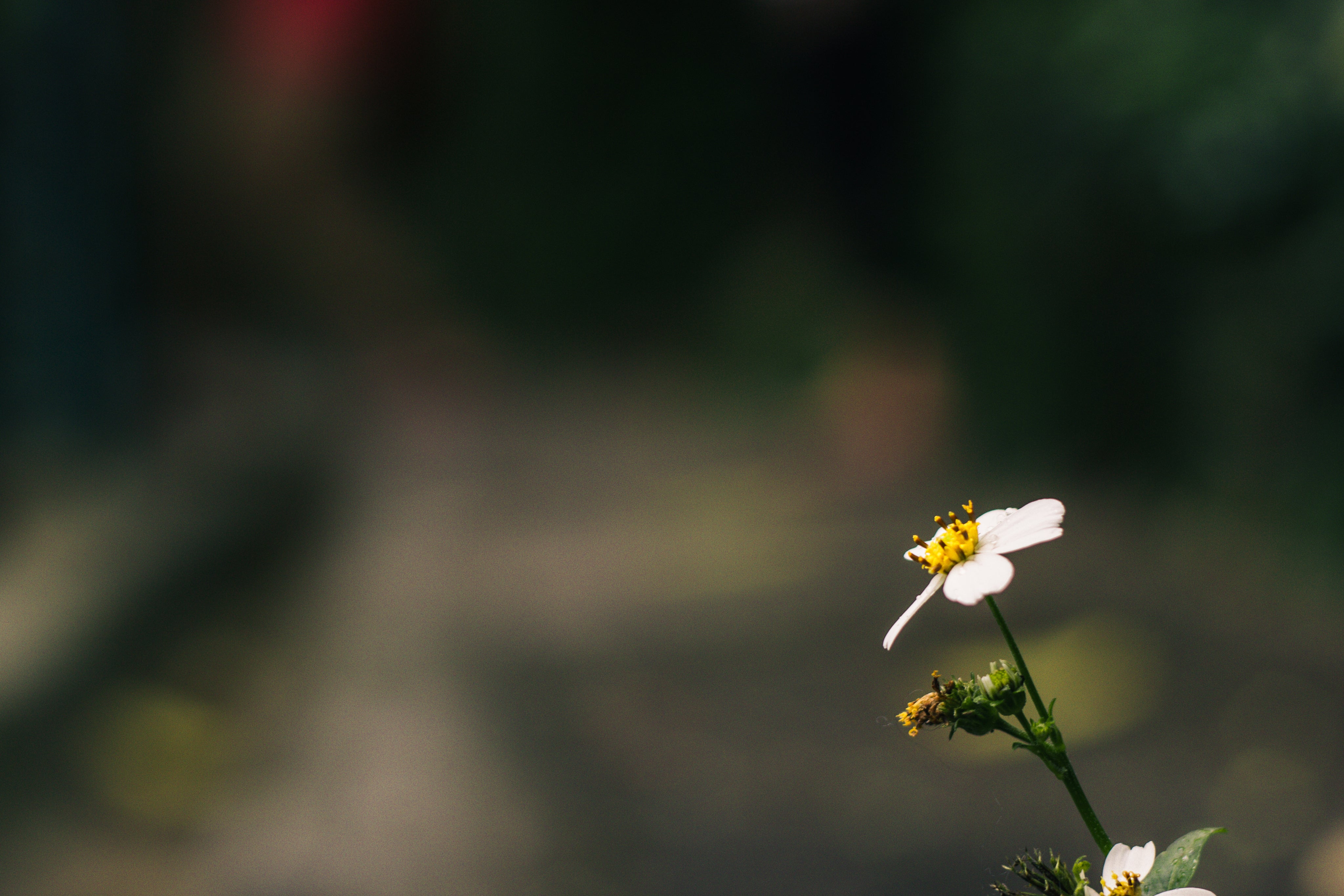one-single-daisy.jpg