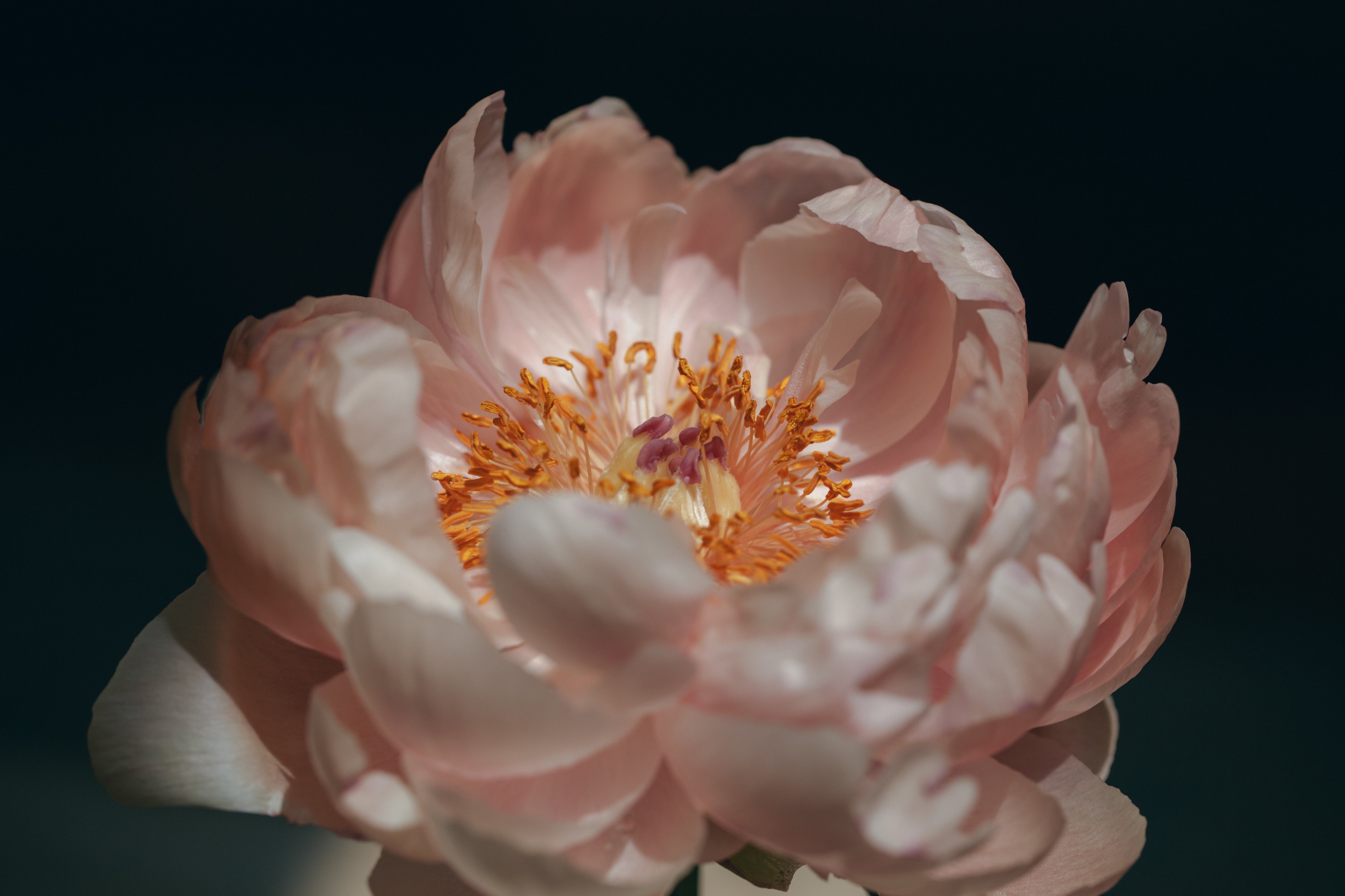 pink-peony-blossom.jpg
