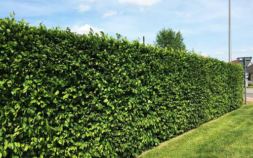 CARPINUS betulus - avenbok, högre planta